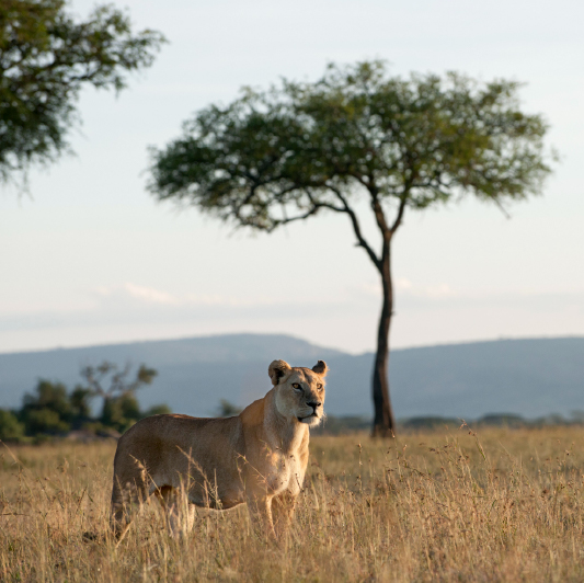 East Africa Safaris